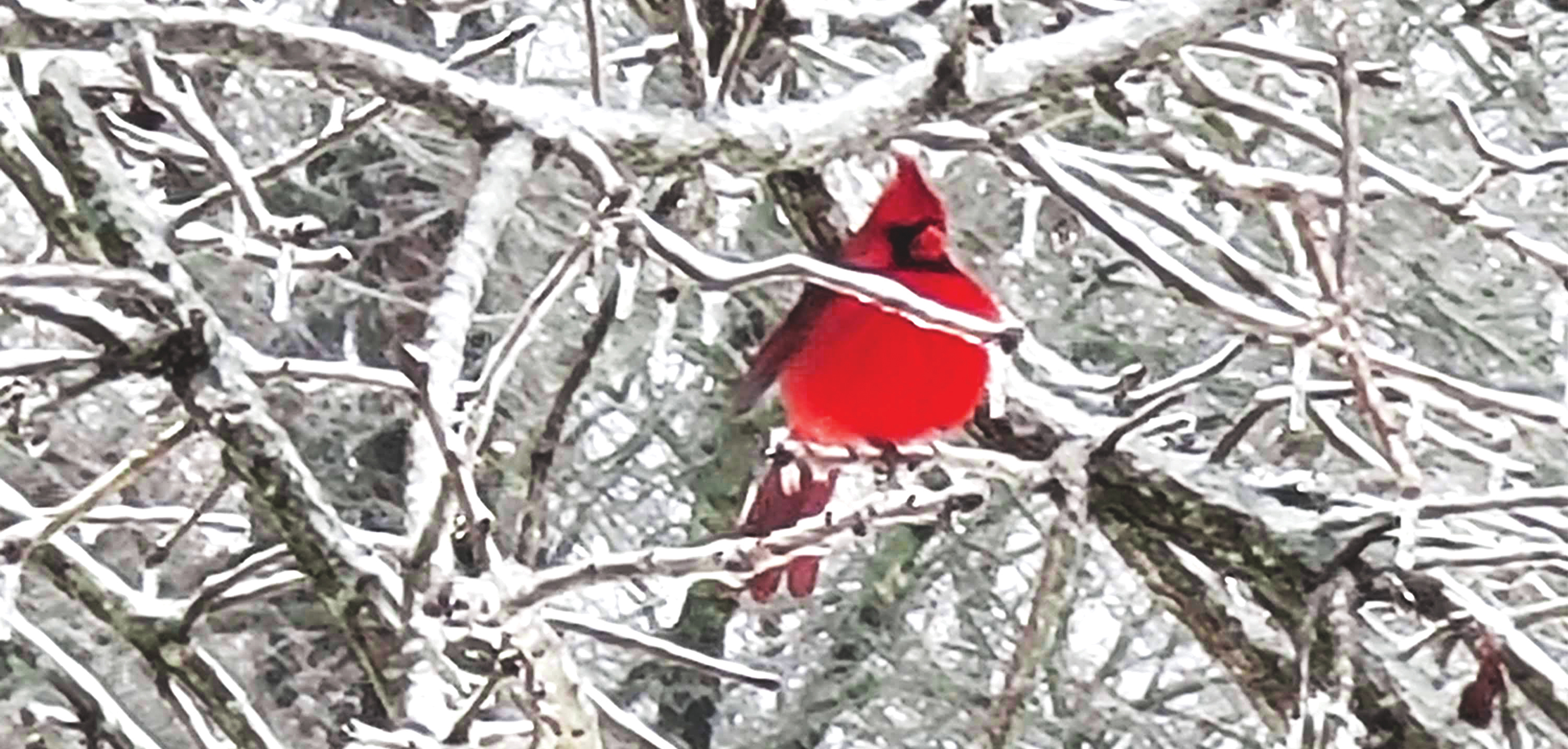 Crimson in the Snow