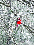 Crimson in the Snow by Trevor Blackstock